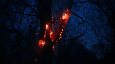 The tree is burning in a forest fire 스톡 동영상 128840856