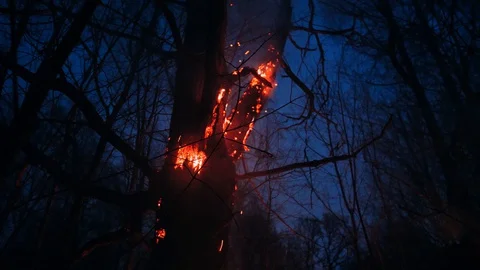 The tree is burning in a forest fire 스톡 동영상 128840917