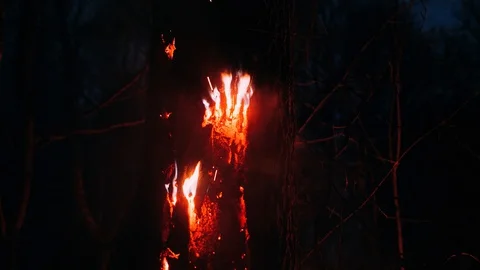 The tree is burning in a forest fire, mysticism 库存影片 128840947