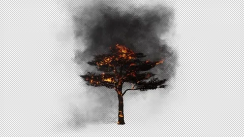 Tree burning on transparent background Stock Footage 296308993