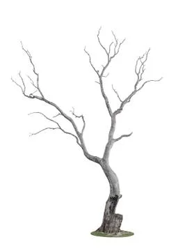 Tree burnt by fire Stock Photos