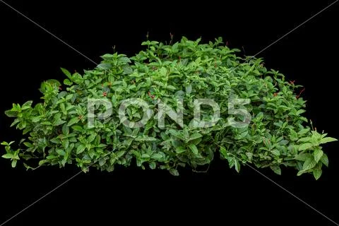 Tree bush isolate trim design for retouch the fence around the decorate the g Stock Photos