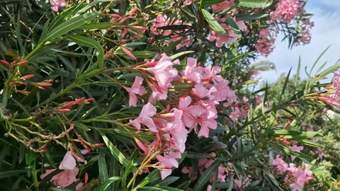 A tree, a bush with pink flowers. Stock Footage 253877904