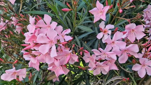 A tree, a bush with pink flowers. Stock Footage 254406473