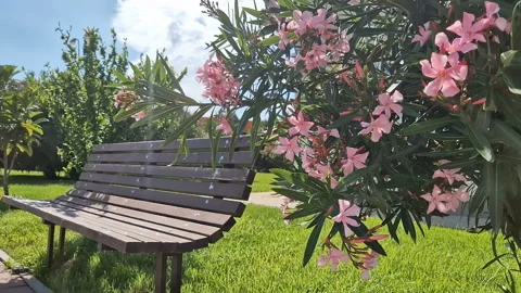 A tree, a bush with pink flowers. Stock Footage 254408079