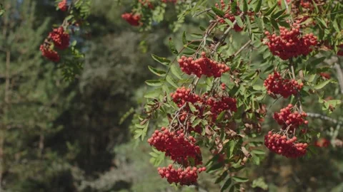 Tree bushes clusters of ripe red rowan berries delightful and tasty food for Video stock 268343084