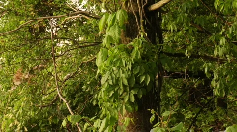 Tree bushes forest Stock Footage 179530