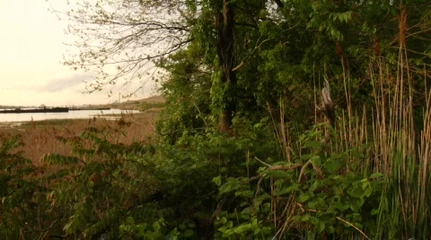 Tree bushes forest tilt2 Stock Footage 179018