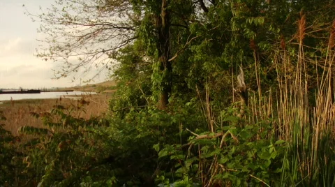 Tree bushes tilt Stock Footage 179735