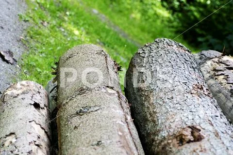 Tree business macro background best quality Stock Photos