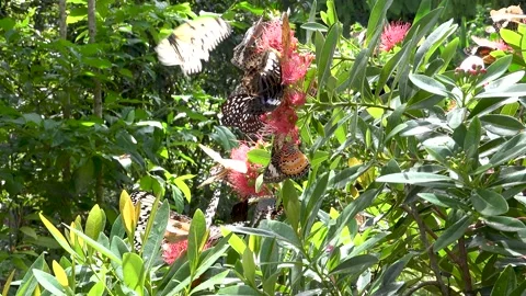 Tree with Butterflys Stock Footage 131289659
