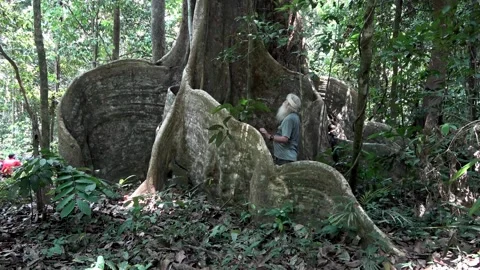 Tree buttress, Malaysia Stock Footage 133676851