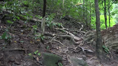 Tree buttresses, Malaysia Stock Footage 130926337