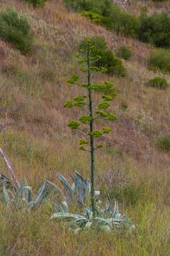 Tree of cactus a plant Stock Photos