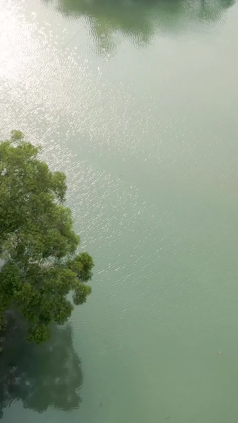 Tree by a Calm Lake when sunset Stock Footage 301504405