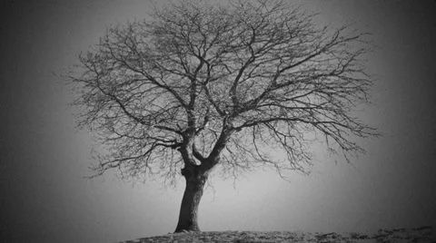 Tree with camera motion BW Video stock 7134574