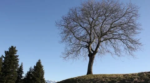 Tree with camera motion Vidéo 1073264