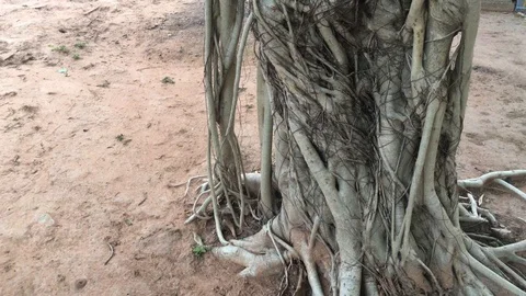 Tree with camera movement. Stock Footage 88487574