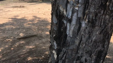 Tree with camera movement. Stock Footage 88487621