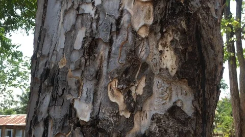 Tree with camera movement. Stock Footage 88487665