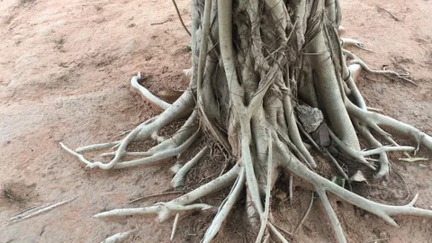 Tree with camera movement. Stock Footage 88487696