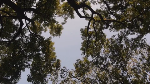 Tree camera rotation Stock Footage 121576513