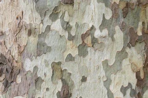 A tree with a camouflage look Stock Photos