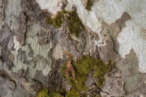 A tree with a camouflage look Stock Photos