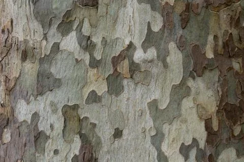 A tree with a camouflage look Stock Photos