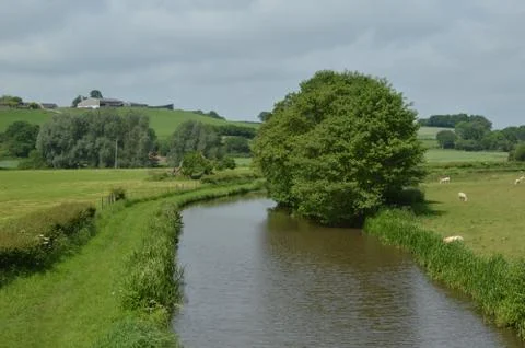 Tree on Canal - water Stock Photos
