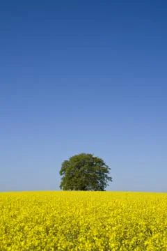 Tree in a Canola Field Stock Photos