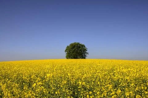Tree in a Canola Field Stock Photos