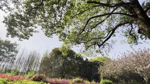 Tree Canopy Above Spring Flower Border 02 Stock Footage 346262596