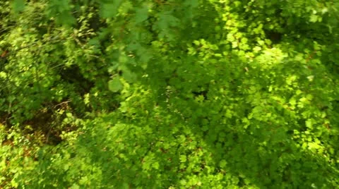 Tree canopy above trees Stock Footage