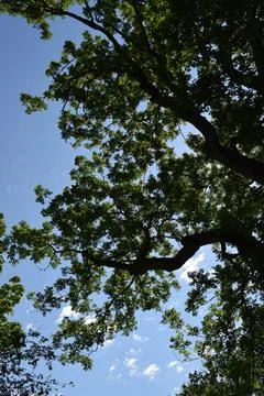 Tree Canopy Against a Blue Sky with Clouds Stock Photos