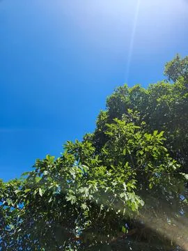 Tree canopy against the blue sky. Stock Photos