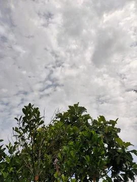 Tree Canopy Against Cloud-Filled Sky Stock Photos