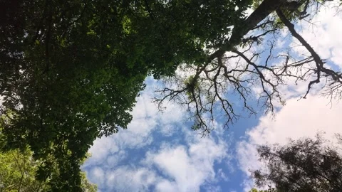 Tree Canopy and Bare Branches Against Blue Sky with White Clouds Stock Footage 339337056