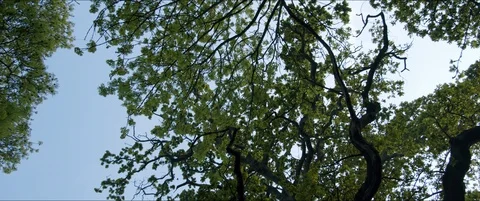 Tree Canopy and Blue Sky Video stock 129253006