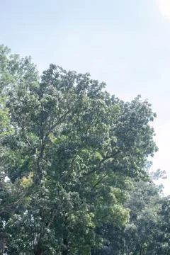 Tree Canopy and Blue Sky from a Low Angle Perspective Stock Photos
