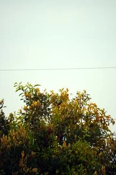 Tree canopy and bright negative space sky Stock Photos