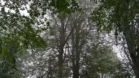 Tree Canopy and Leaves Swaying in the Wind in Kartepe Turkey Stock Footage 342278984