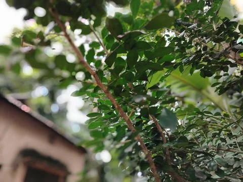 Tree Canopy and Overcast Sky Viewed From Below With Moody Green Leaves and .. Stock Photos
