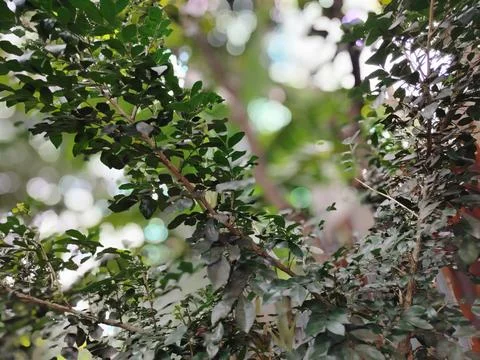 Tree Canopy and Overcast Sky Viewed From Below With Moody Green Leaves and .. Stock Photos