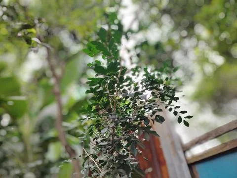Tree Canopy and Overcast Sky Viewed From Below With Moody Green Leaves and .. Stock Photos