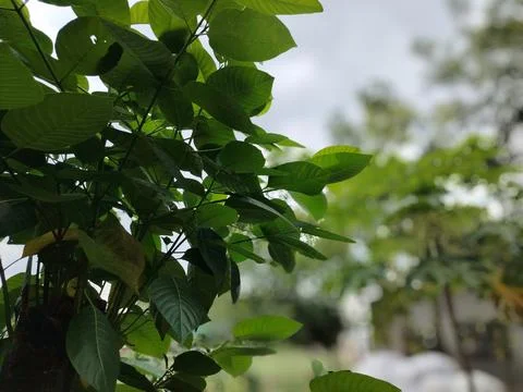 Tree Canopy and Overcast Sky Viewed From Below With Moody Green Leaves and .. Stock Photos