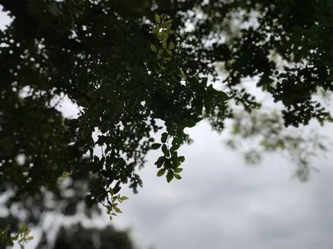 Tree Canopy and Overcast Sky Viewed From Below With Moody Green Leaves and .. Stock Photos