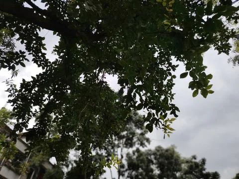 Tree Canopy and Overcast Sky Viewed From Below With Moody Green Leaves and .. Stock Photos