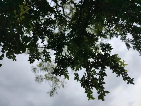 Tree Canopy and Overcast Sky Viewed From Below With Moody Green Leaves and .. Stock Photos