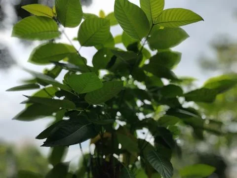 Tree Canopy and Overcast Sky Viewed From Below With Moody Green Leaves and .. Stock Photos